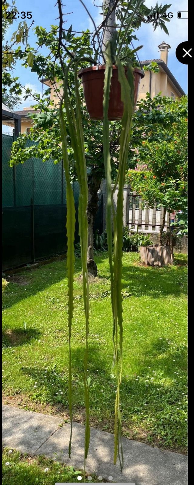 Discocactus Arancione - pianta grassa