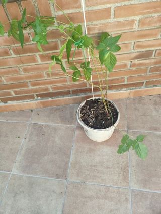 5 Plantas de Mora - Macetas