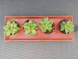 Haworthia Cymbiformis