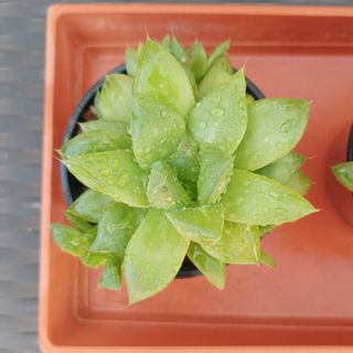 Haworthia Cymbiformis