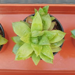 Haworthia Cymbiformis