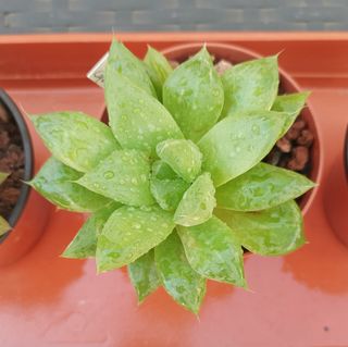 Haworthia Cymbiformis