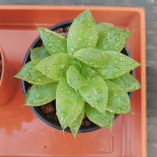 Haworthia Cymbiformis