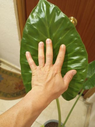 !OCASIÓN! Alocasia Adulta Oreja Elefante.