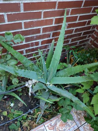Aloe vera -