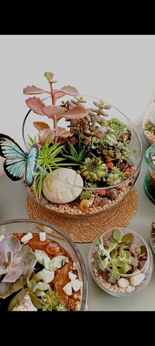 Terrarios abiertos. Suculentas