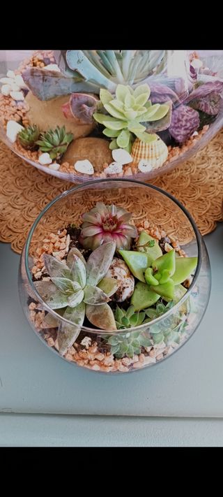 Terrarios abiertos. Suculentas