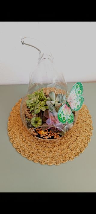Terrarios abiertos. Suculentas