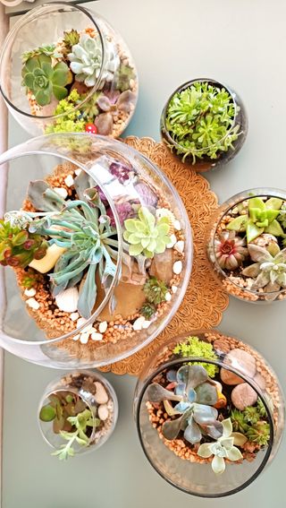 Terrarios abiertos. Suculentas