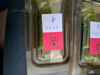 Caja de abalorios verdes 1 mm