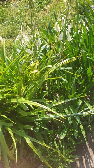 2 Plantas Floridas - Bulbos