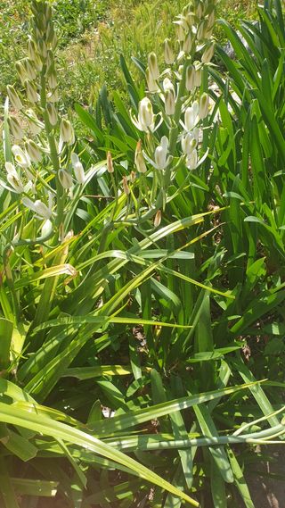 2 Plantas Floridas - Bulbos