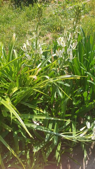 2 Plantas Floridas - Bulbos