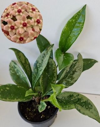 Hoya Silver Moon - Planta