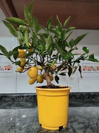 PEQUEÑO ARBOL LIMEQUAT