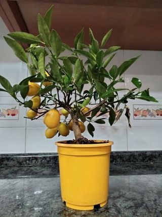 PEQUEÑO ARBOL LIMEQUAT