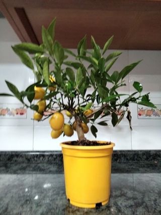 PEQUEÑO ARBOL LIMEQUAT