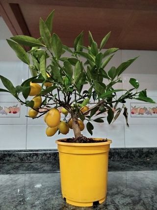 PEQUEÑO ARBOL LIMEQUAT