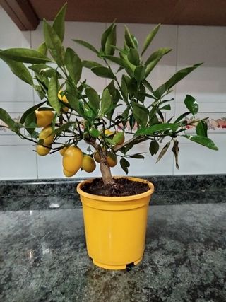 PEQUEÑO ARBOL LIMEQUAT
