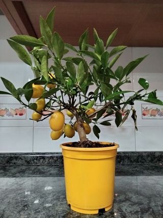 PEQUEÑO ARBOL LIMEQUAT