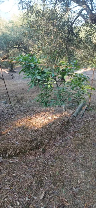 Parcela con jardín en Candeleda