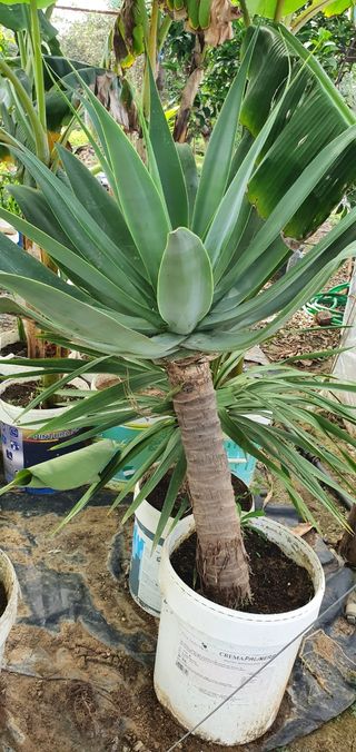 Agave Atenuata - Suculenta