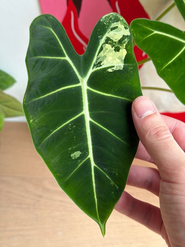 Alocasia Frydek Variegada