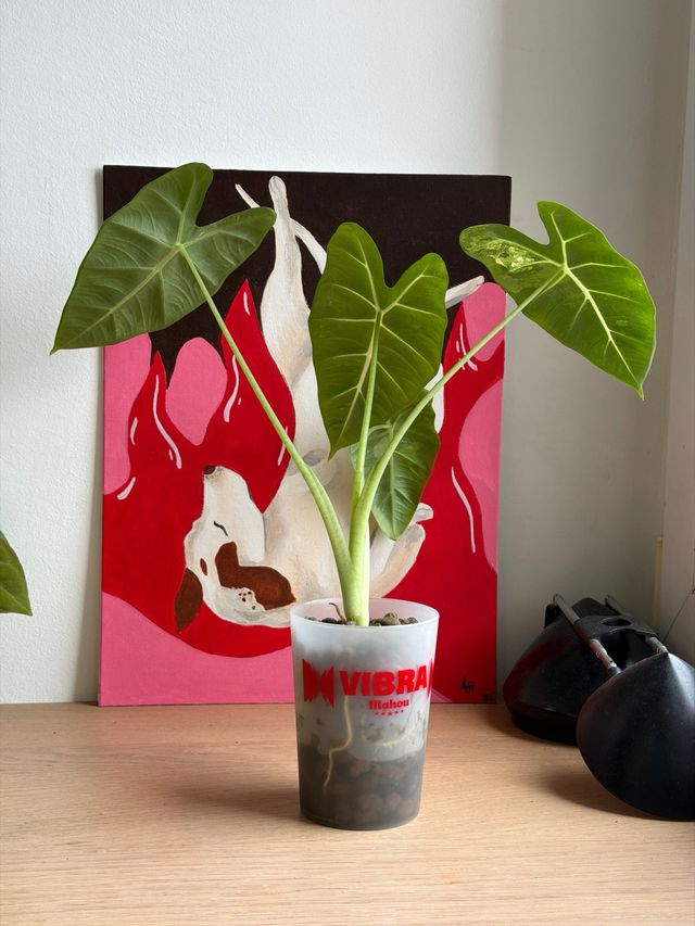 Alocasia Frydek Variegada