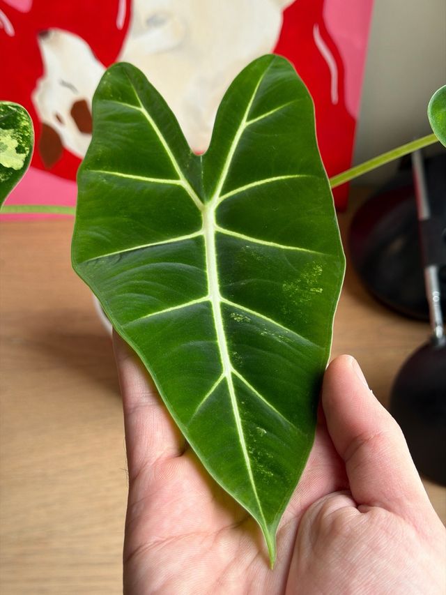 Alocasia Frydek Variegada
