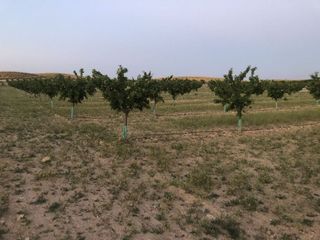 Terreno en venta en Tobarra