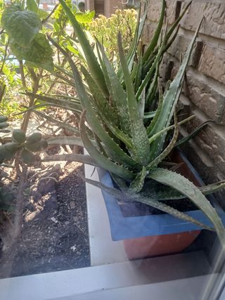 Aloe Vera - 2 macetas JARDINERAS 3u por jardinera.