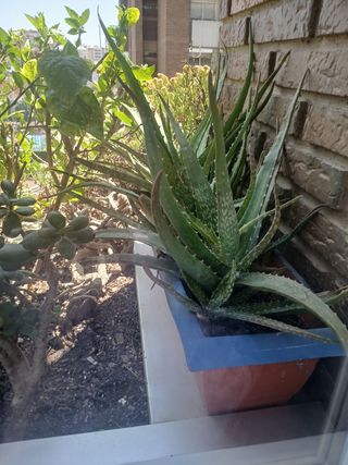 Aloe Vera - 2 macetas JARDINERAS 3u por jardinera.