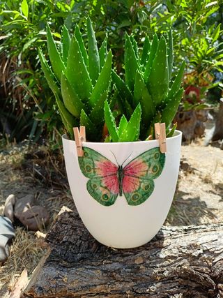 Aloe Brevifolia