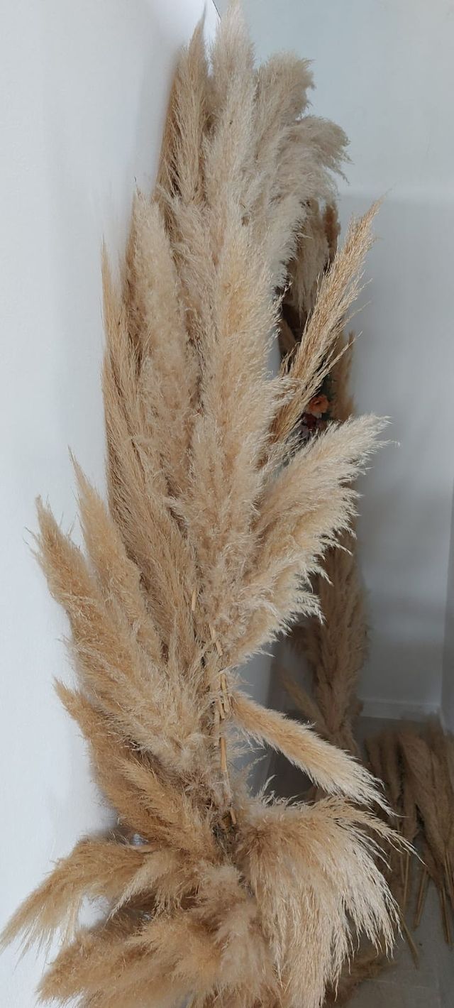Arco boda pampas - Decoración