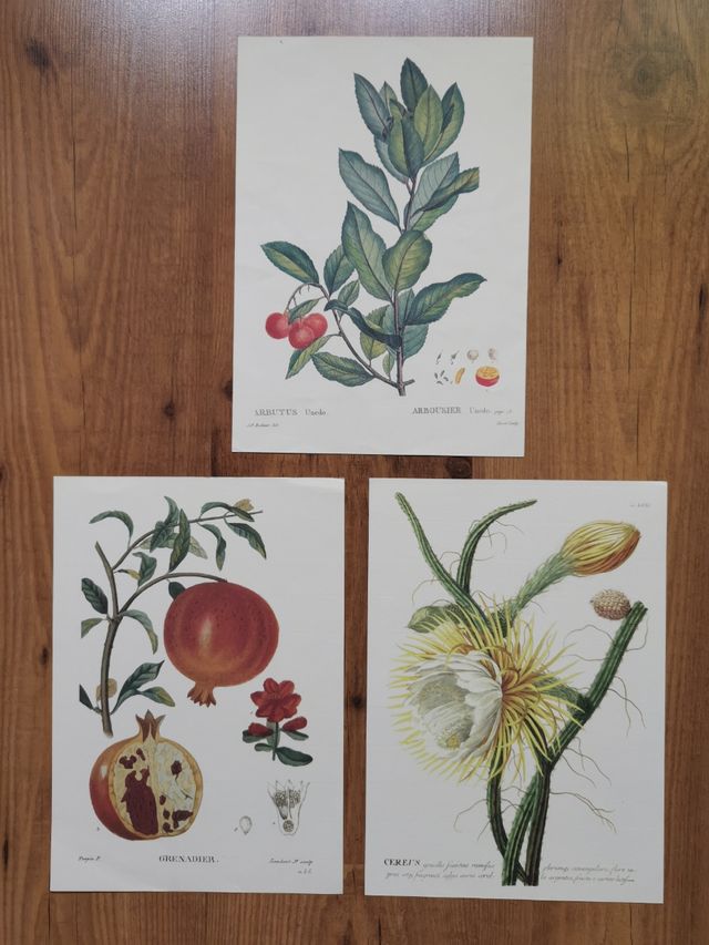 Láminas Biblioteca del Real Jardín Botánico