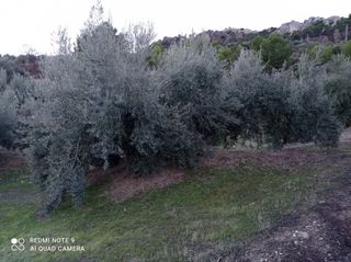 Finca de Olivar en Quesada