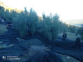 Finca de Olivar en Quesada