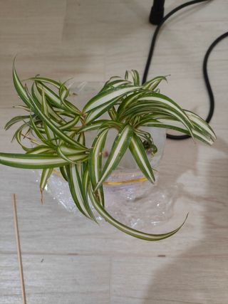 Pianta Falangio - Talea radicata