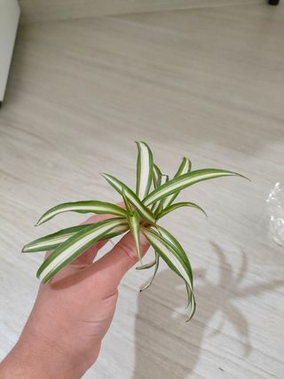 Pianta Falangio - Talea radicata