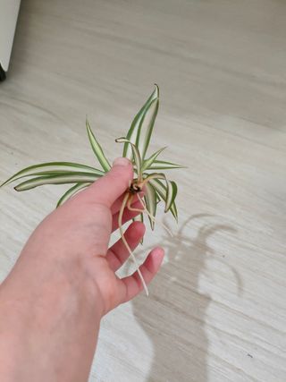 Pianta Falangio - Talea radicata