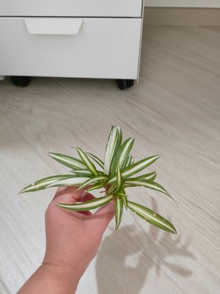 Pianta Falangio - Talea radicata