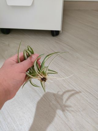 Pianta Falangio - Talea radicata