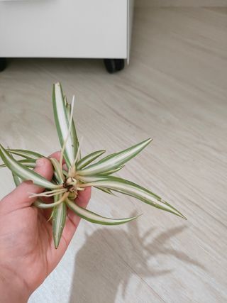 Pianta Falangio - Talea radicata