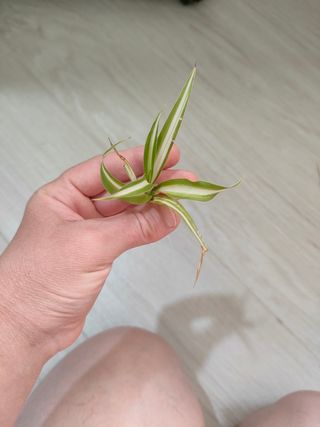 Pianta Falangio - Talea radicata