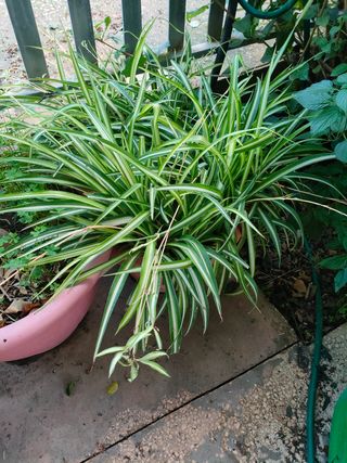 Pianta Falangio - Talea radicata