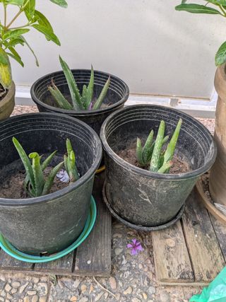 Macetas aloe vera
