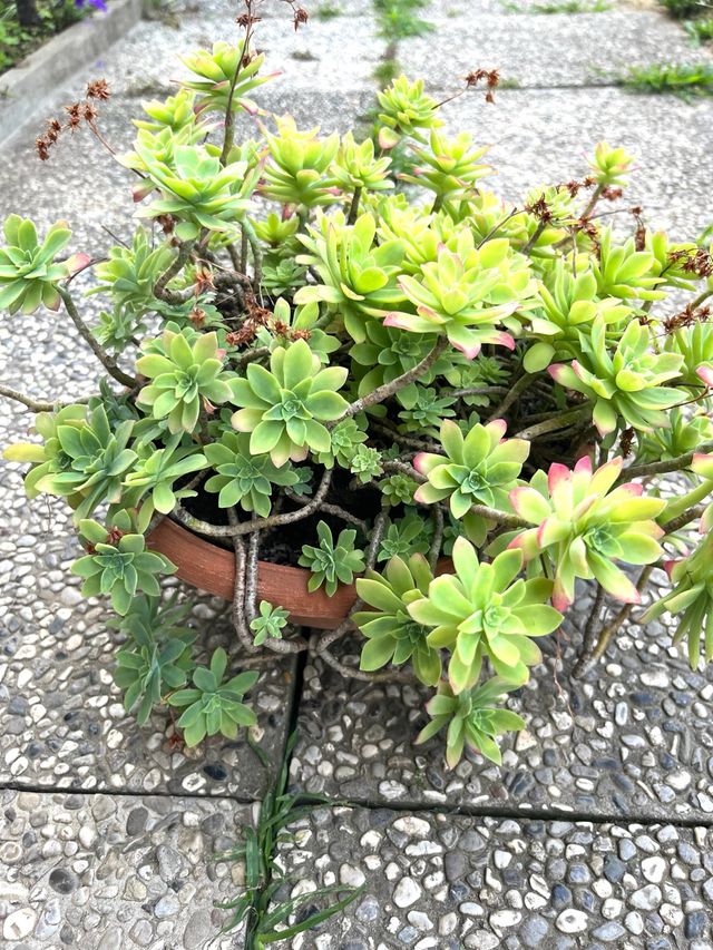Sedum Palmeri - Pianta Grassa