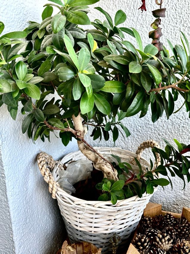 Bonsái Ficus Ginseng grande