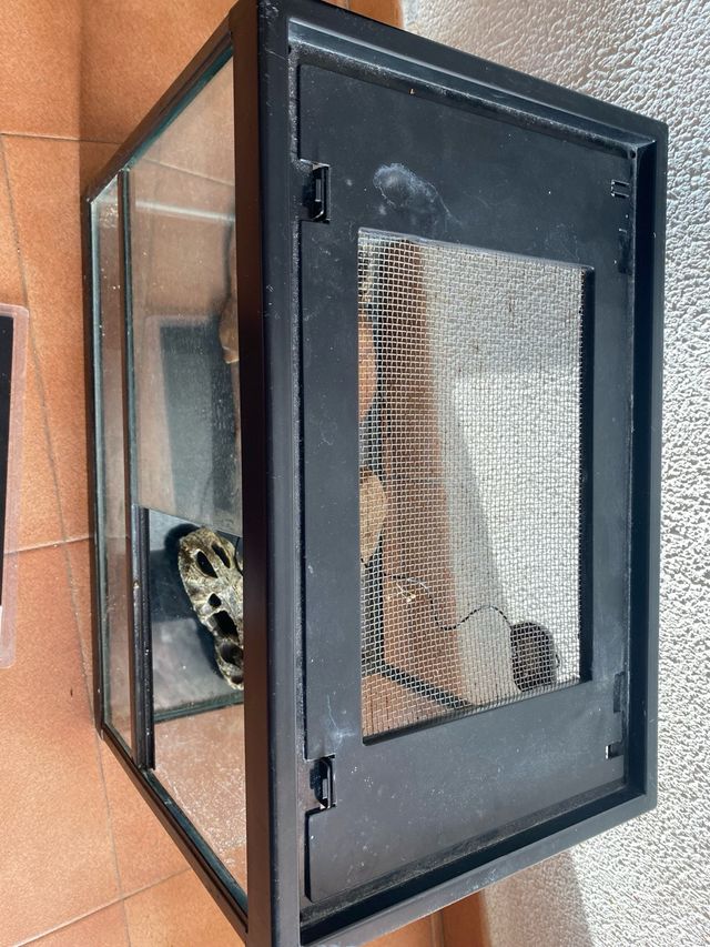 Terrario para gecko leopardo