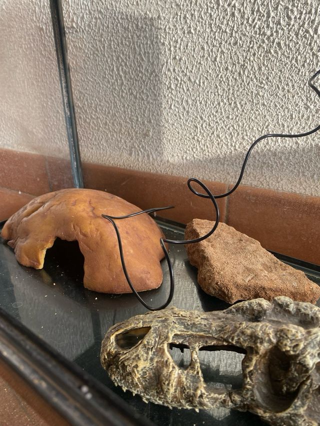 Terrario para gecko leopardo